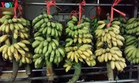 Hasilan pisang emas di Desa Dai Hoang