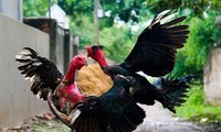 Memperkenalkan Permainan menyabung ayam