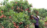 Memperkuat konektivitas kaum petani untuk berkembang