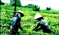 Vietnam develops a brand for its tea