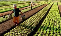 Thúy Lĩnh village supplies vegetables to capital city  