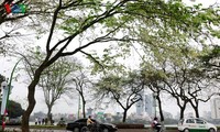  Hanoi adorned with white blossoms