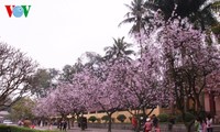 Hanoi turns blue purple 