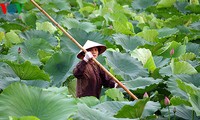 Lotus blossoms on West Lake 