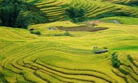 Golden fields of grain