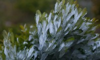 Snow ice at O Qui Ho mountain pass 