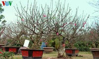 Peach blossoms in Hanoi 