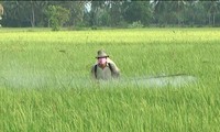 Deputy PM Hoang Trung Hai inspects crop in Nam Dinh