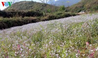 Spring flowers blossoming in northwestern region 