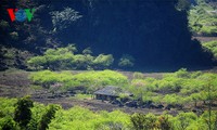 Spring has sprung on Moc Chau Plateau 