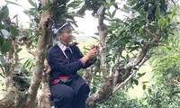 Tea brewing competition as part of Hoang Su Phi terraced field festival 