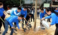 Hanoi to plant up to 120,000 new trees this spring