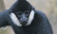 Vu Quang national park offers home for rare gibbon