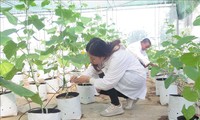 Hi-tech Agricultural Park to be established in Quang Ninh