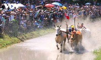 Khmer culture celebrated in An Giang cow racing festival