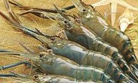 Vietnam and the US begin consultation on Vietnam’s shrimp lawsuit