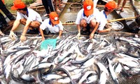 US approved farm bill hampers Vietnamese catfish