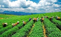 Tea farmers celebrate their trade at spring festival