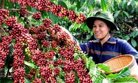 Buon Ma Thuot coffee festival kicks off  