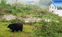 Ninh Binh sanctuary saves bears from bile farming 