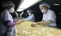 Vietnam targets 4 billion USD from cashew exports in 2020