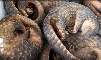 WWF urges end to wildlife trade, consumption in Asia-Pacific