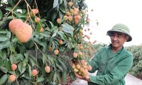 Hai Duong province expands lychee growing zones