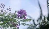 Hanoi capital dotted with Da Lat purple flamboyant flowers