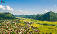 Bac Son rice fields turn yellow amid harvest season