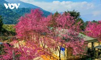 Mùa hoa anh đào bung nở nơi miền biên viễn Nghệ An