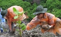 Vietnamese and Japanese students plant trees in Ha Long Bay