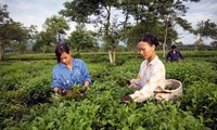 Exchange between Hanoi and Vientiane women