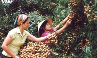 Vietnamese longan to enter the US market later this year