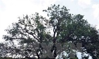 300-year-old mango tree wins heritage designation 