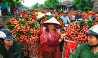 Vietnam’s litchi enters Canadian market