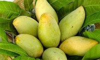 US to open door for Vietnamese mangoes