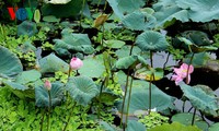 Vu Hoa Thao and Quang An lotus tea trademark 