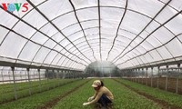 Tran Thu Hang sells clean food to consumers