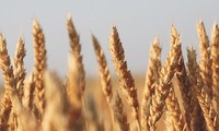 US wins WTO ruling against China grain import quotas