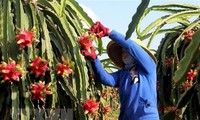 Vietnam’s red flesh dragon fruit destined for Australia