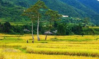 Stunning Mu Cang Chai terraced fields 