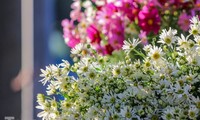 Ox-eye daisies create marvelous scenery on Hanoi streets