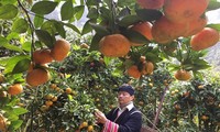 Dao ethnic war veteran escapes poverty by growing fruit trees