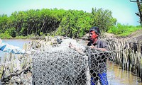 Guardian of Ca Mau’s sea dykes 