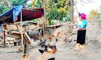 Hmong woman escapes poverty through husbandry 