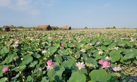 Dong Thap to set a record for 200 lotus-made dishes