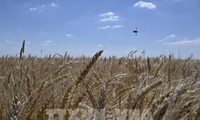 Russia, Ukraine agree to release blockaded grain exports