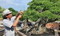 Mekong Delta artisan earns millions of dollars from ornamental trees