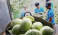 Durian exports set new record