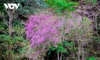 Wild peach blossoms signal arrival of spring in Northwest mountains